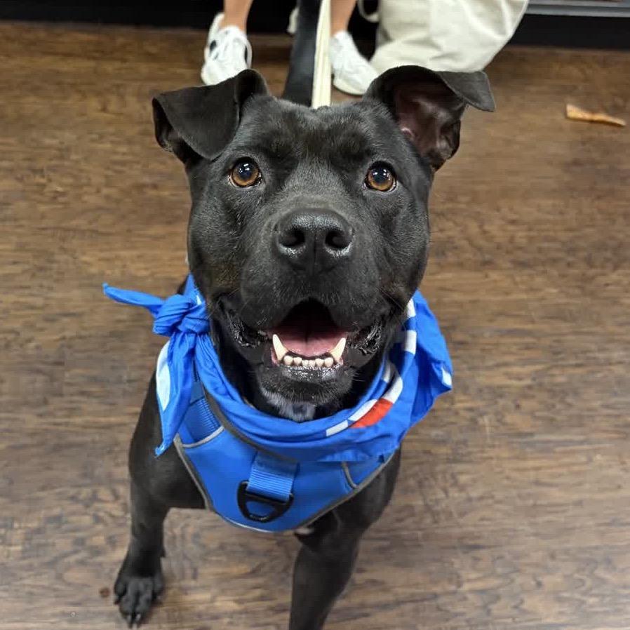Enlarge Dixie, a Adoptable Mixed Breed in Alabaster, AL image 5/6