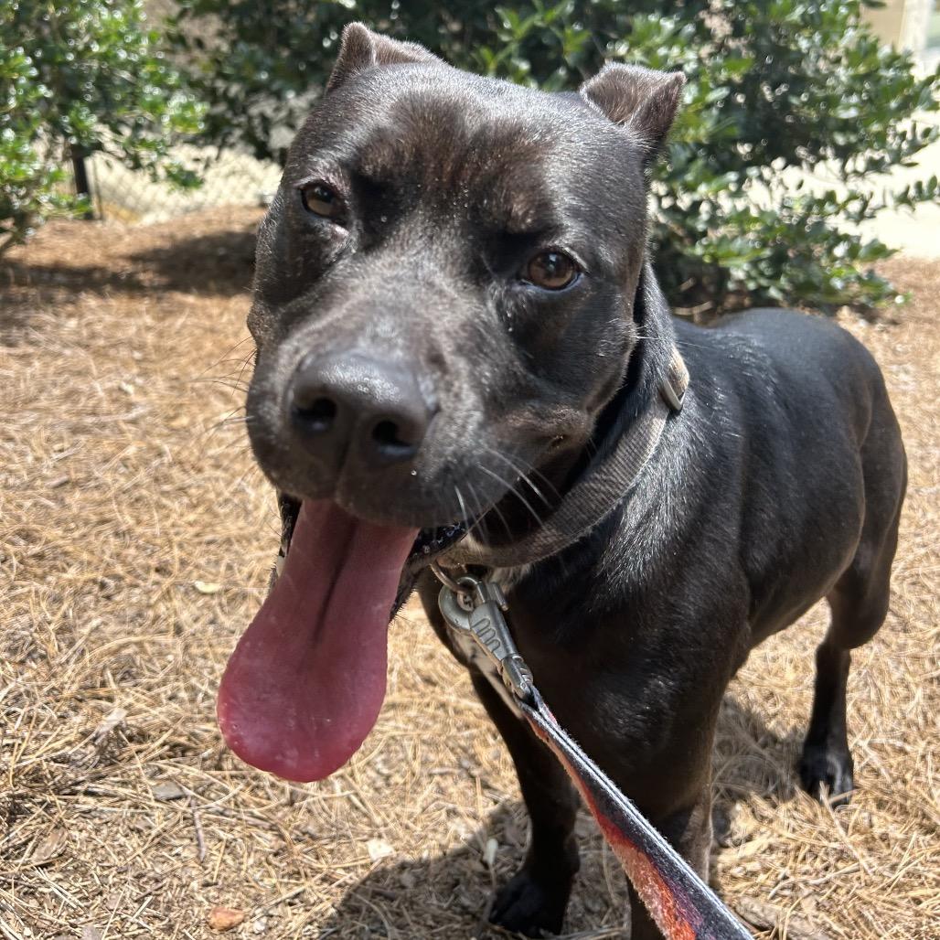 Enlarge Dixie, a Adoptable Mixed Breed in Alabaster, AL image 6/6