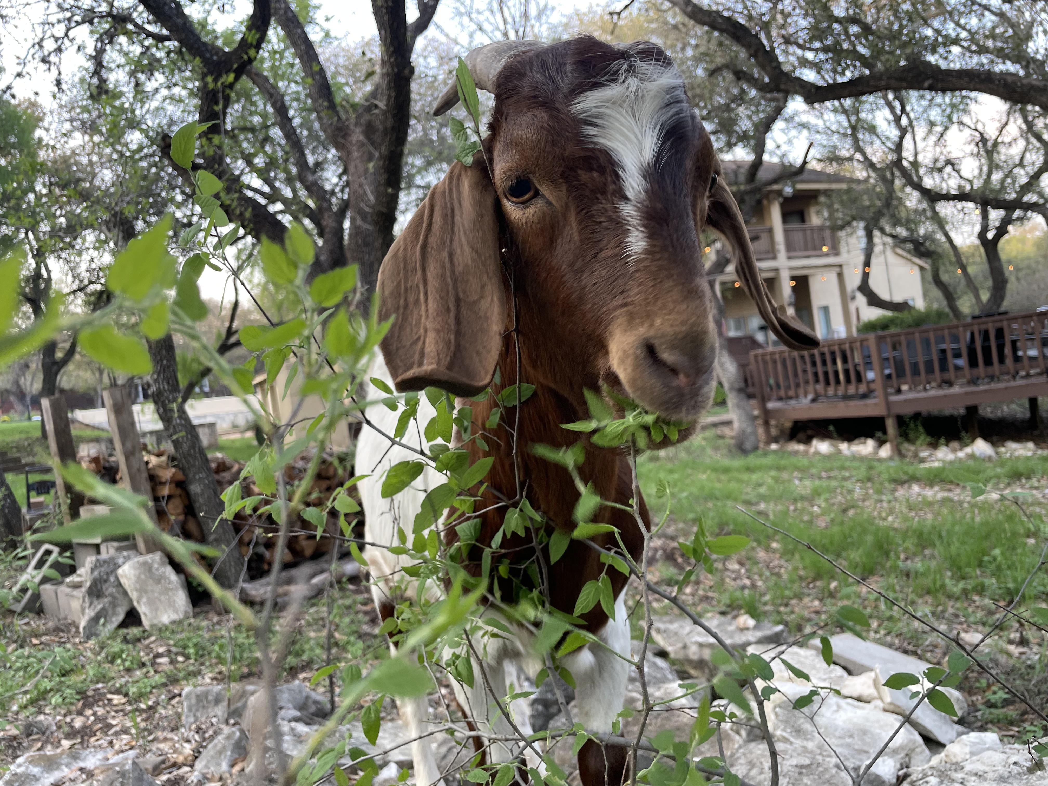 Enlarge Monte, an adopted mixed breed in Bulverde, TX image 1/1