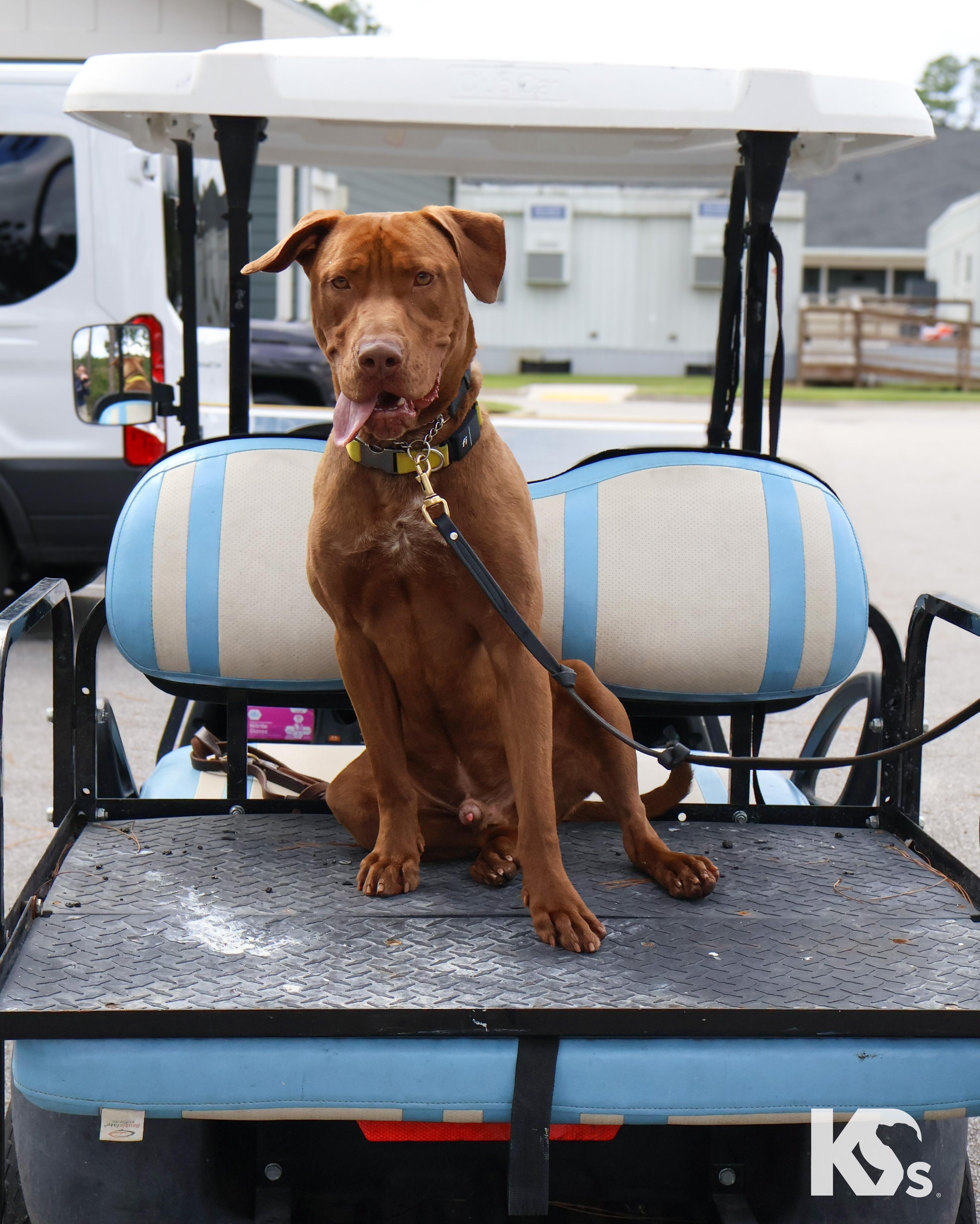 Espresso, Adoptable, Young Male Chocolate Labrador Retriever & Chesapeake Bay Retriever.