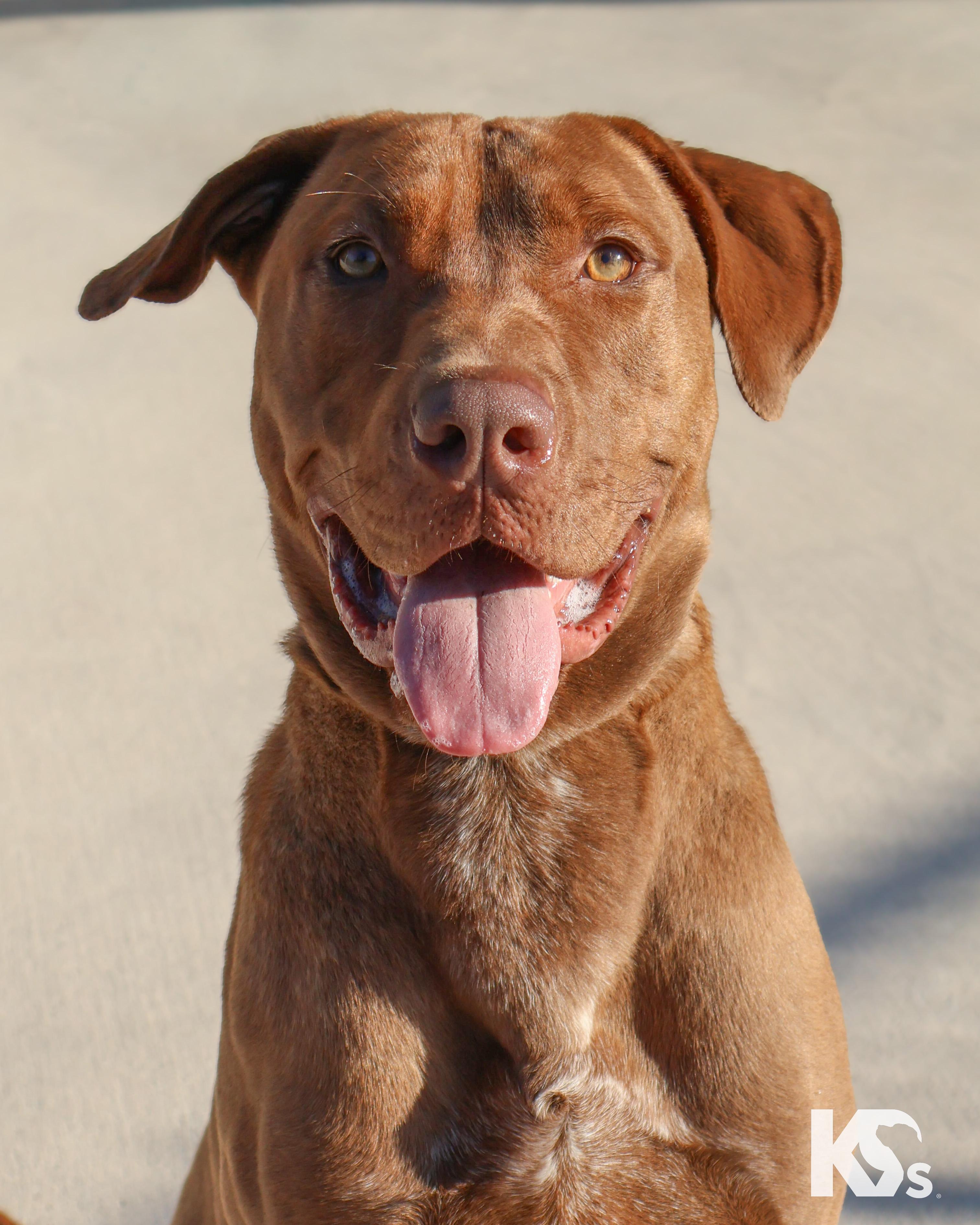 Enlarge Espresso, a Adoptable mixed breed in Ponte Vedra, FL image 3/6