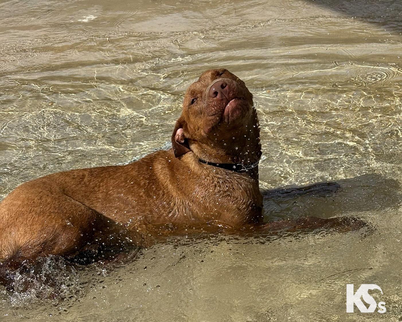 Enlarge Espresso, a Adoptable mixed breed in Ponte Vedra, FL image 4/6