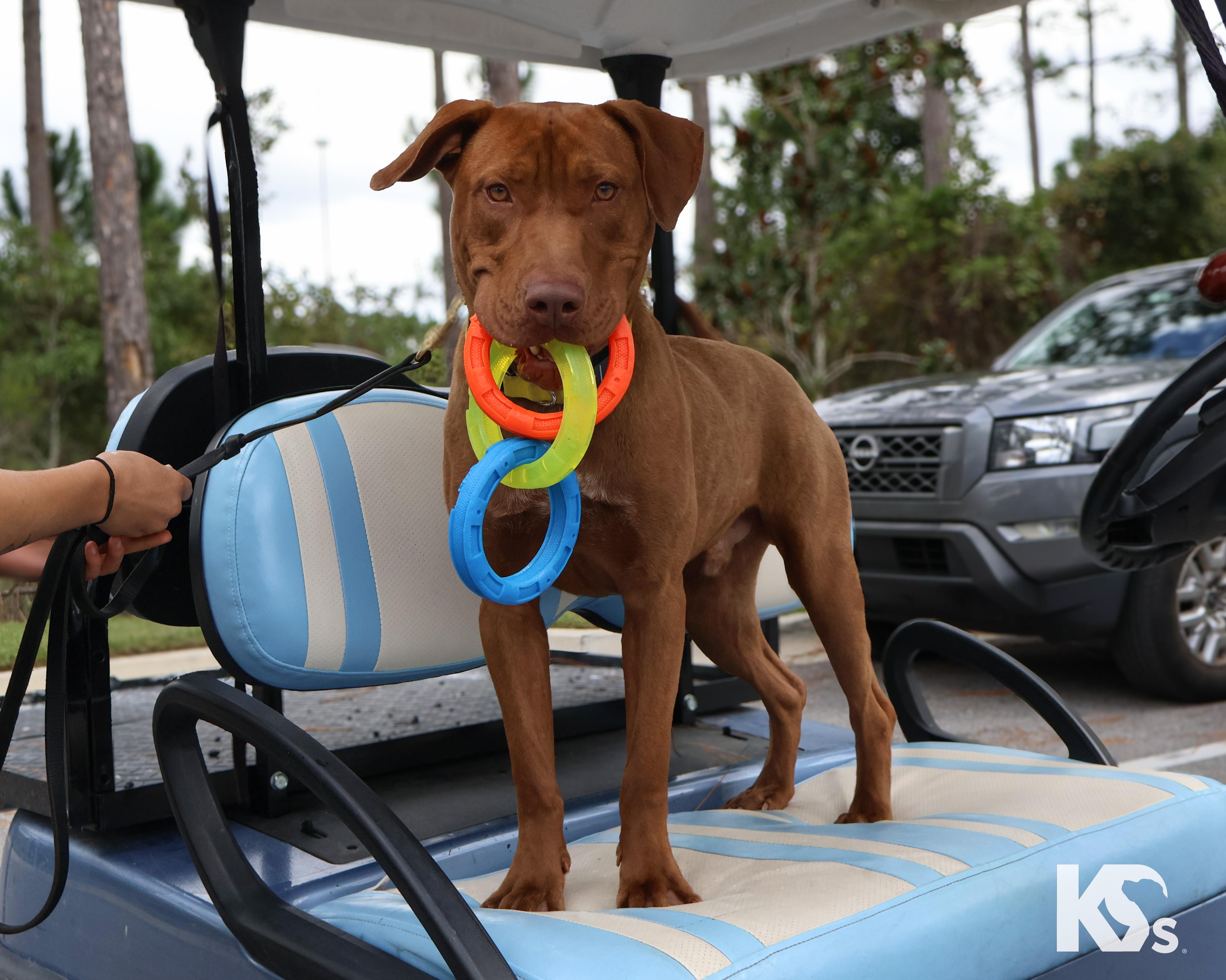 Enlarge Espresso, a Adoptable mixed breed in Ponte Vedra, FL image 6/6