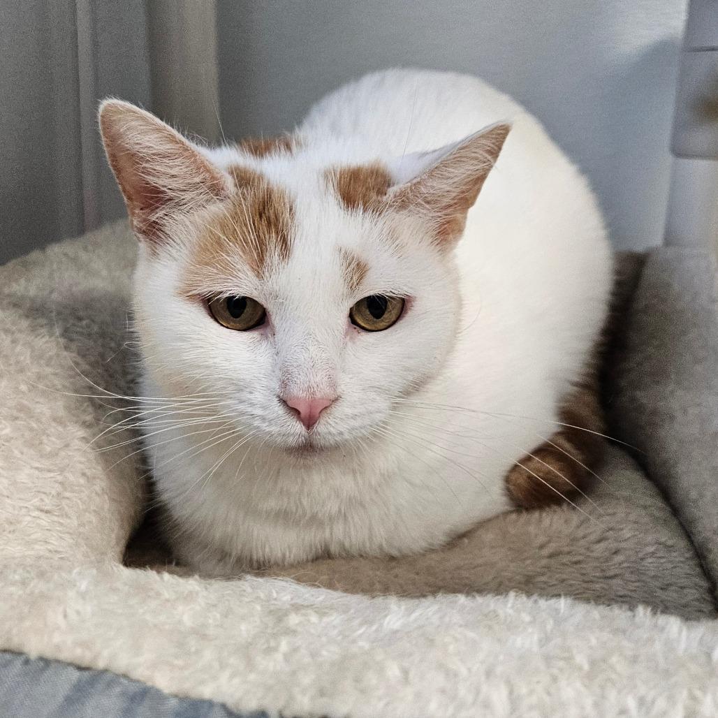 Enlarge Sangria, a Adoptable Domestic Short Hair in Oneonta, NY image 1/6