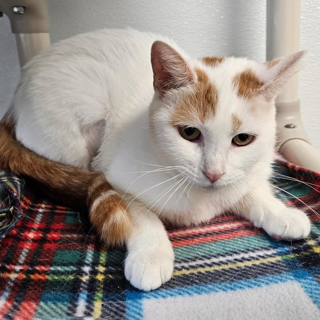 Enlarge Sangria, a Adoptable Domestic Short Hair in Oneonta, NY image 2/6