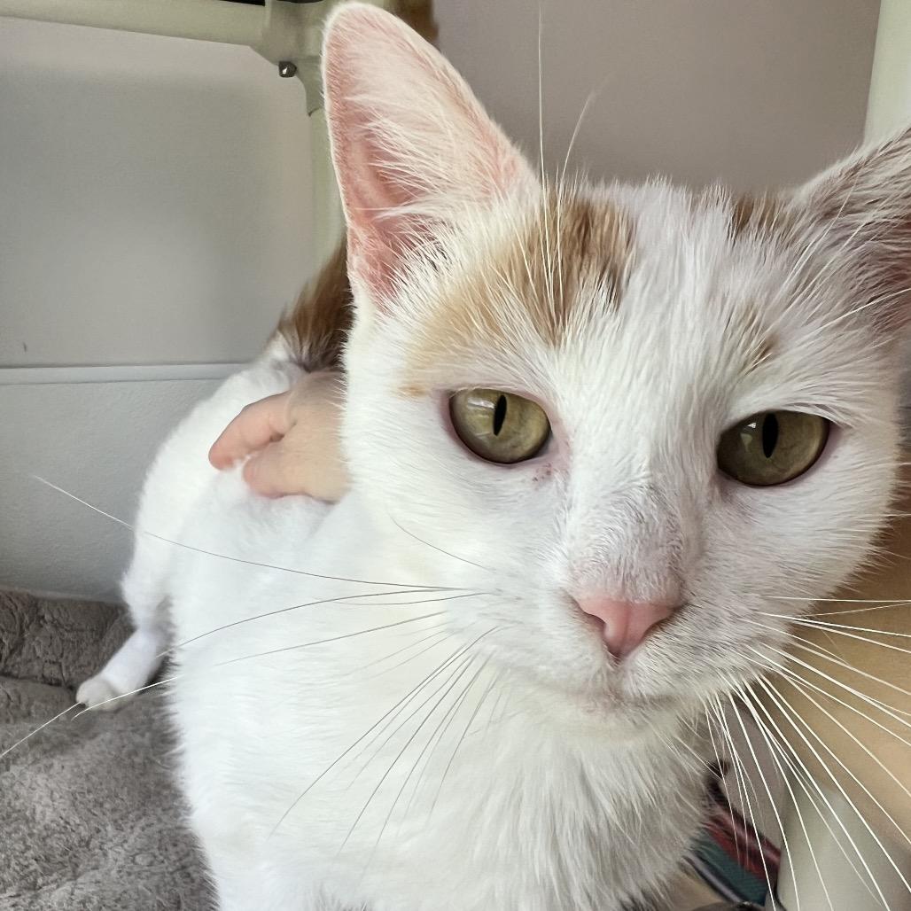 Enlarge Sangria, a Adoptable Domestic Short Hair in Oneonta, NY image 3/6