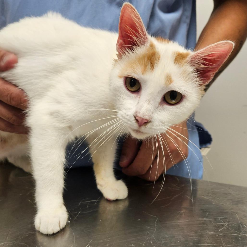 Enlarge Sangria, a Adoptable Domestic Short Hair in Oneonta, NY image 4/6