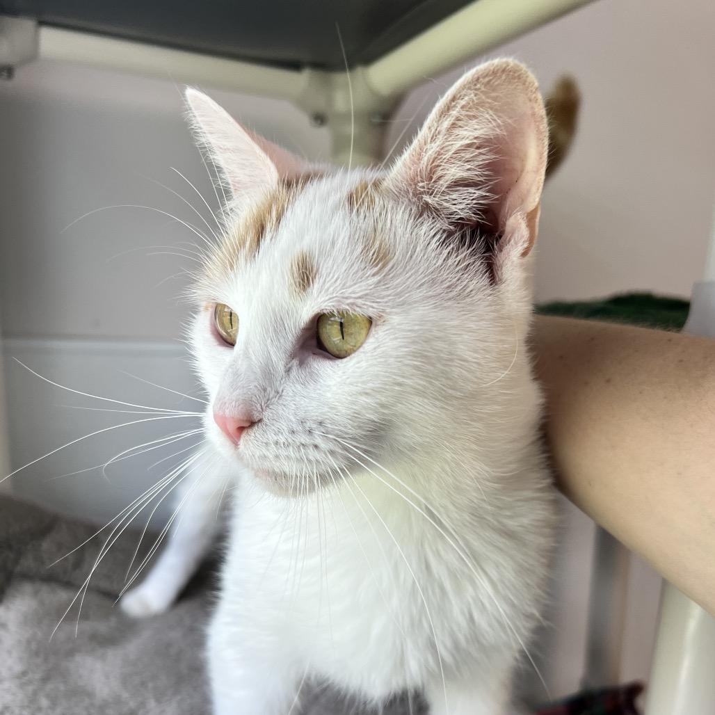 Enlarge Sangria, a Adoptable Domestic Short Hair in Oneonta, NY image 5/6