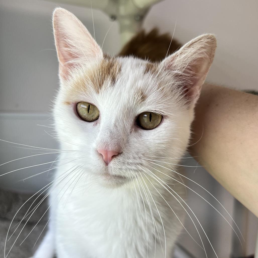Enlarge Sangria, a Adoptable Domestic Short Hair in Oneonta, NY image 6/6