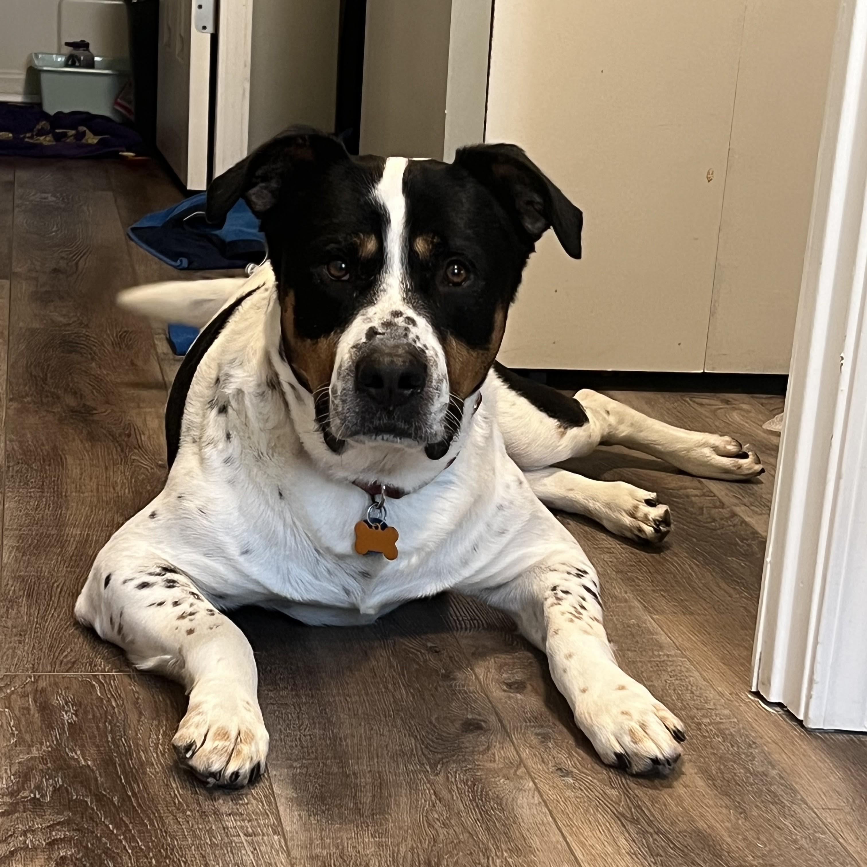 Enlarge Moose, a Adoptable mixed breed in Normal, IL image 5/5