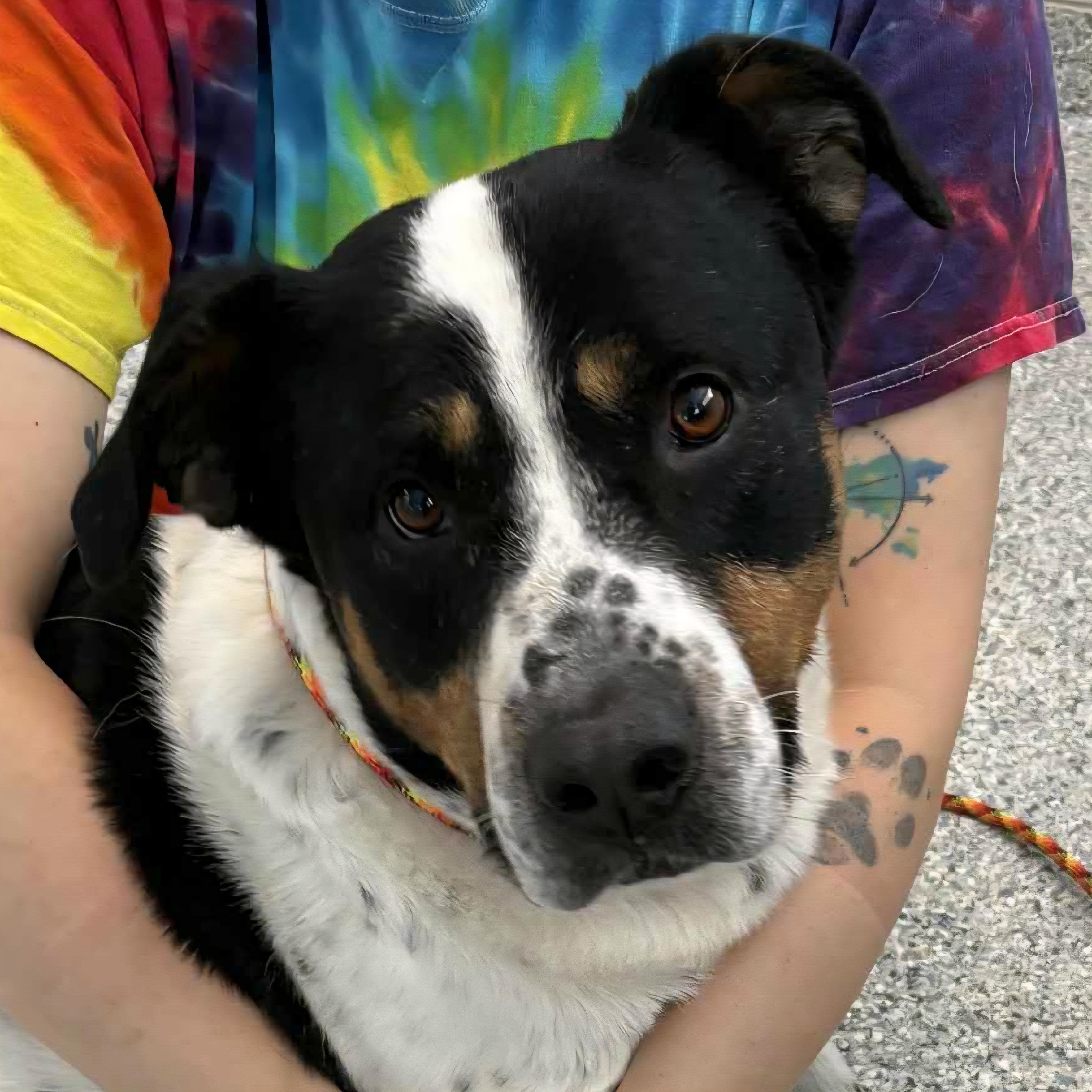 Enlarge Moose, a Adoptable mixed breed in Normal, IL image 1/5