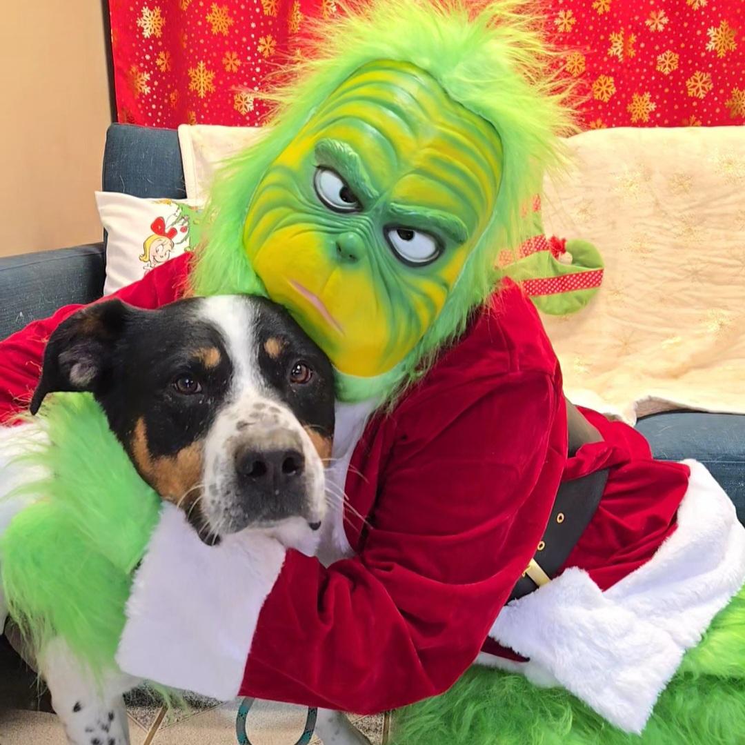 Enlarge Moose, a Adoptable mixed breed in Normal, IL image 2/5