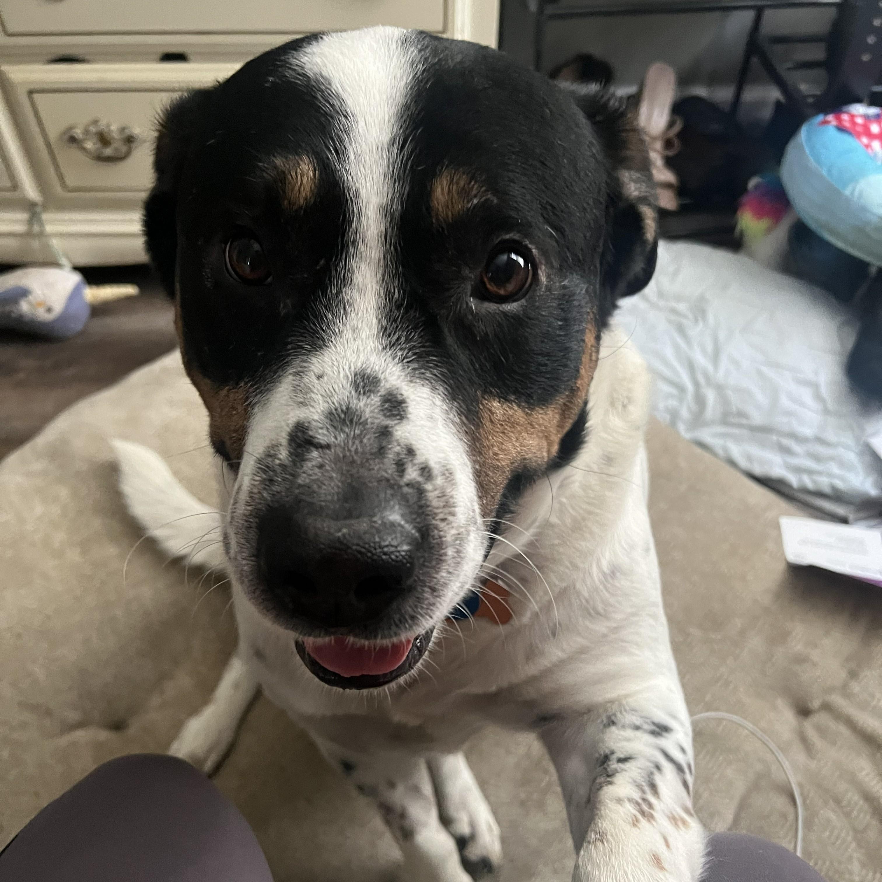 Enlarge Moose, a Adoptable mixed breed in Normal, IL image 2/6