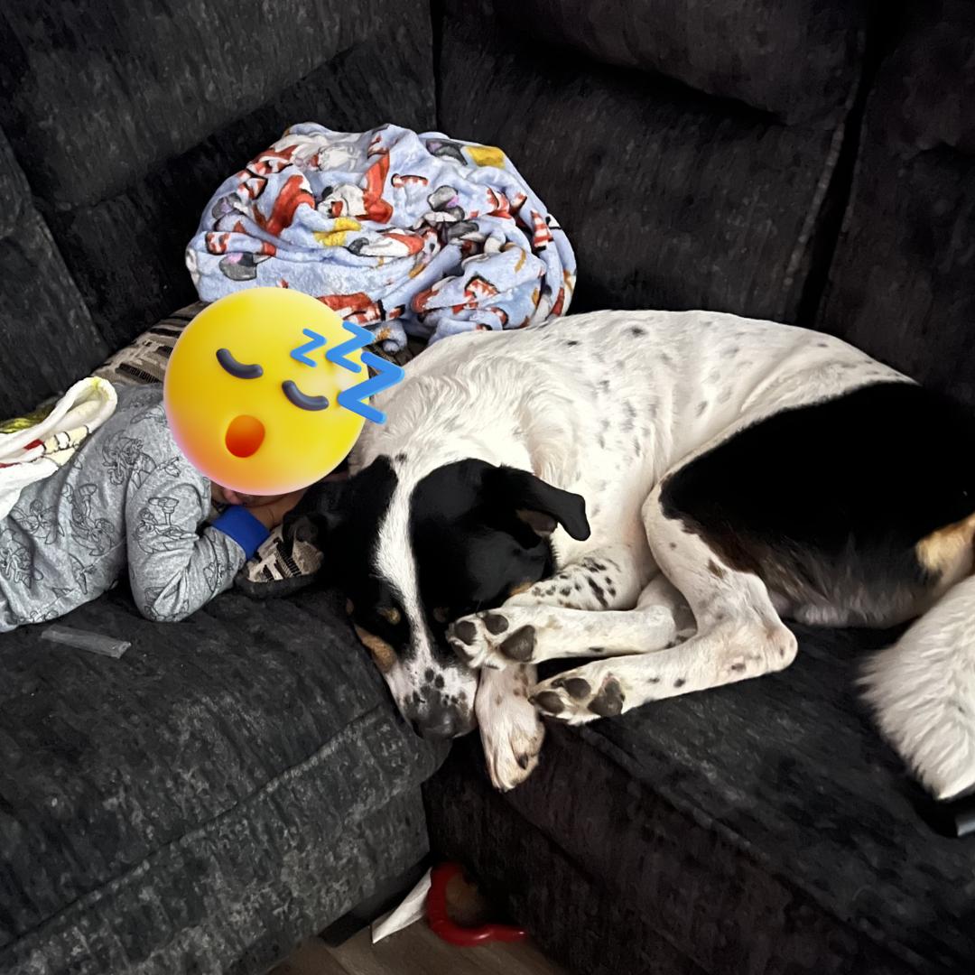 Enlarge Moose, a Adoptable mixed breed in Normal, IL image 3/5