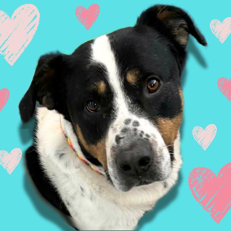 Moose, Adoptable, Adult Male Mixed Breed.