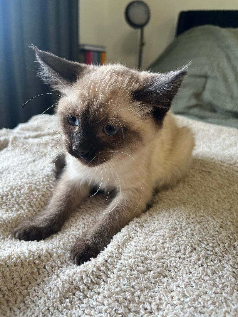 Flopsy, an adopted Domestic Short Hair in Pasco, WA image 2/2