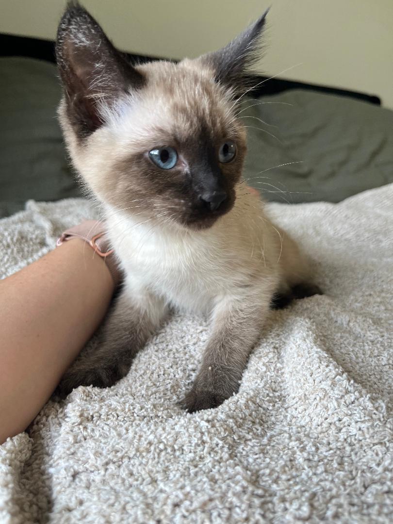 Flopsy, an adopted Domestic Short Hair in Pasco, WA image 1/2