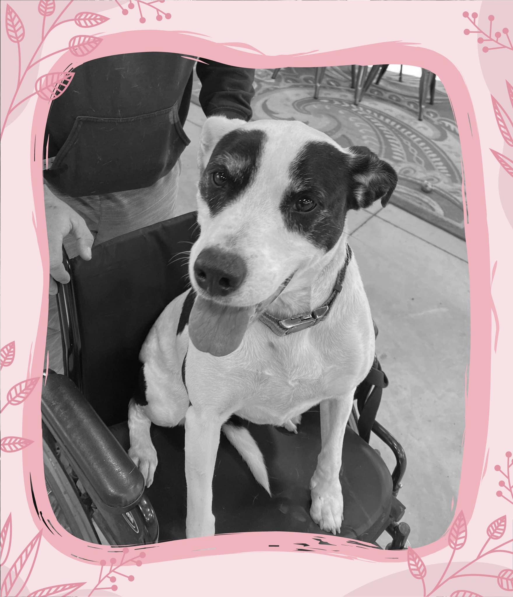 Stevie Nicks, Adopted, Senior Female American Staffordshire Terrier & Border Collie.