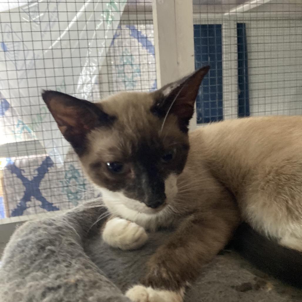 Shadow Jo, Adoptable, Kitten Male Siamese & Domestic Short Hair.