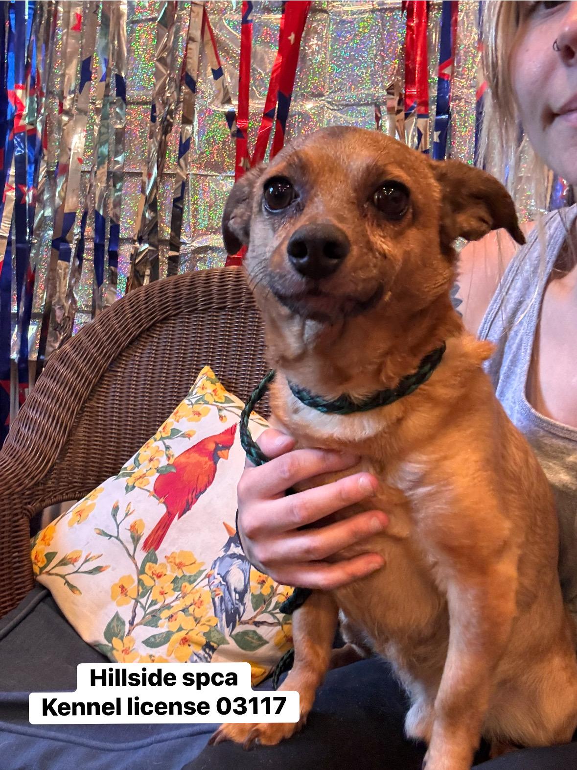 Enlarge Bucky, an adopted Chihuahua in Pottsville, PA image 1/1