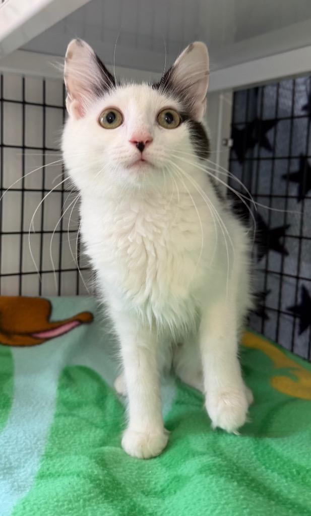 Bianca, Adoptable, Kitten Female Domestic Medium Hair.