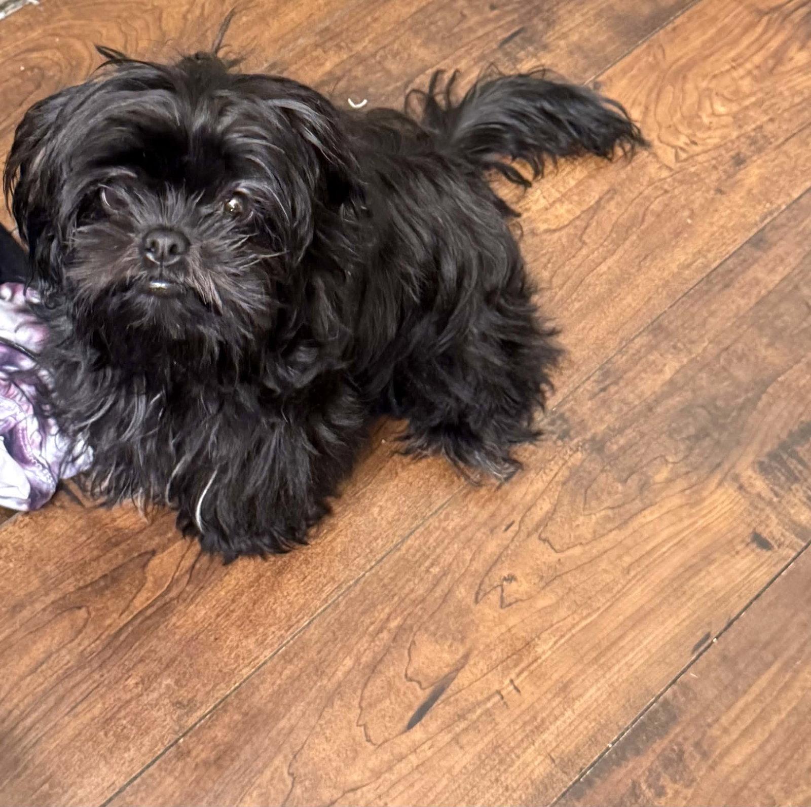 Charlie, Adopted, Young Male Shih Tzu.