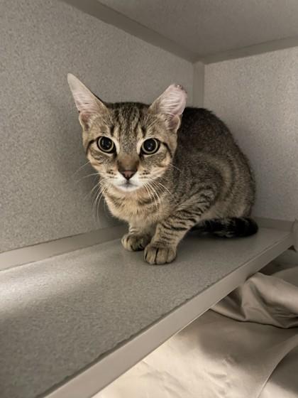 Pop, Adoptable, Young Male Domestic Short Hair & Domestic Short Hair.