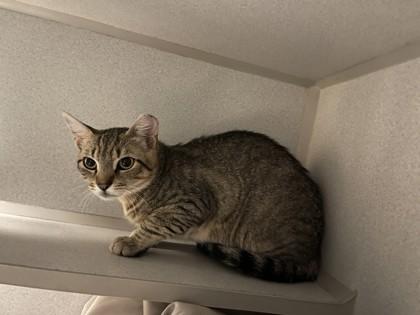 Enlarge Pop, a Adoptable mixed breed in Quakertown, PA image 2/2