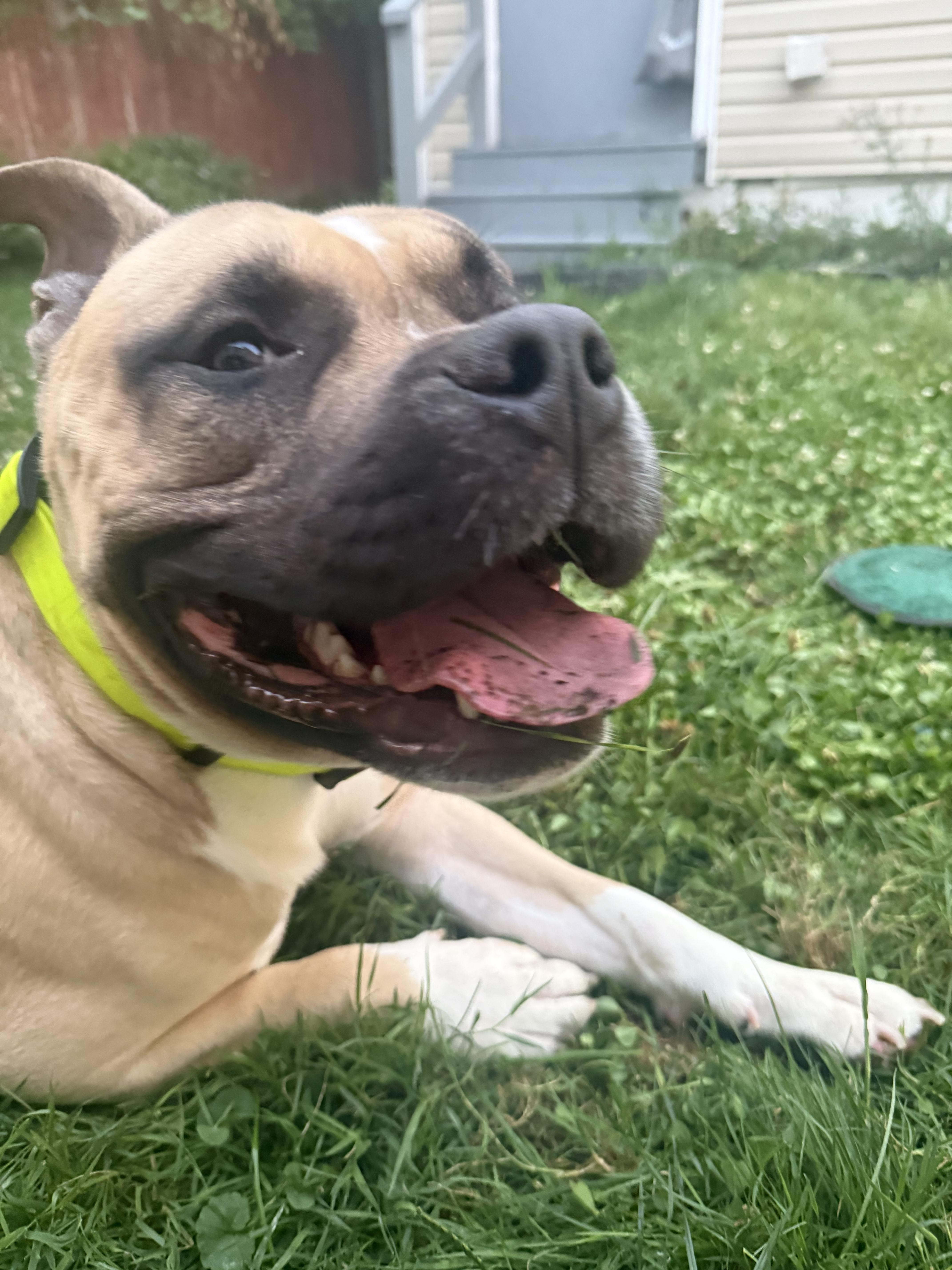 Lego, a ADOPTABLE mixed breed in Buffalo, NY image 4/6