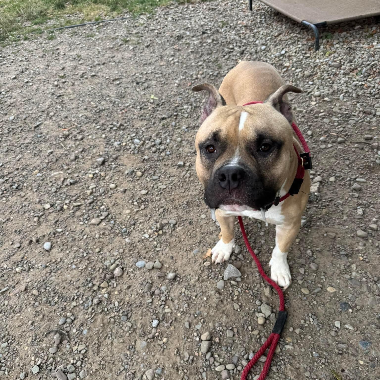 Lego, a ADOPTABLE Pit Bull Terrier in Buffalo, NY image 6/6