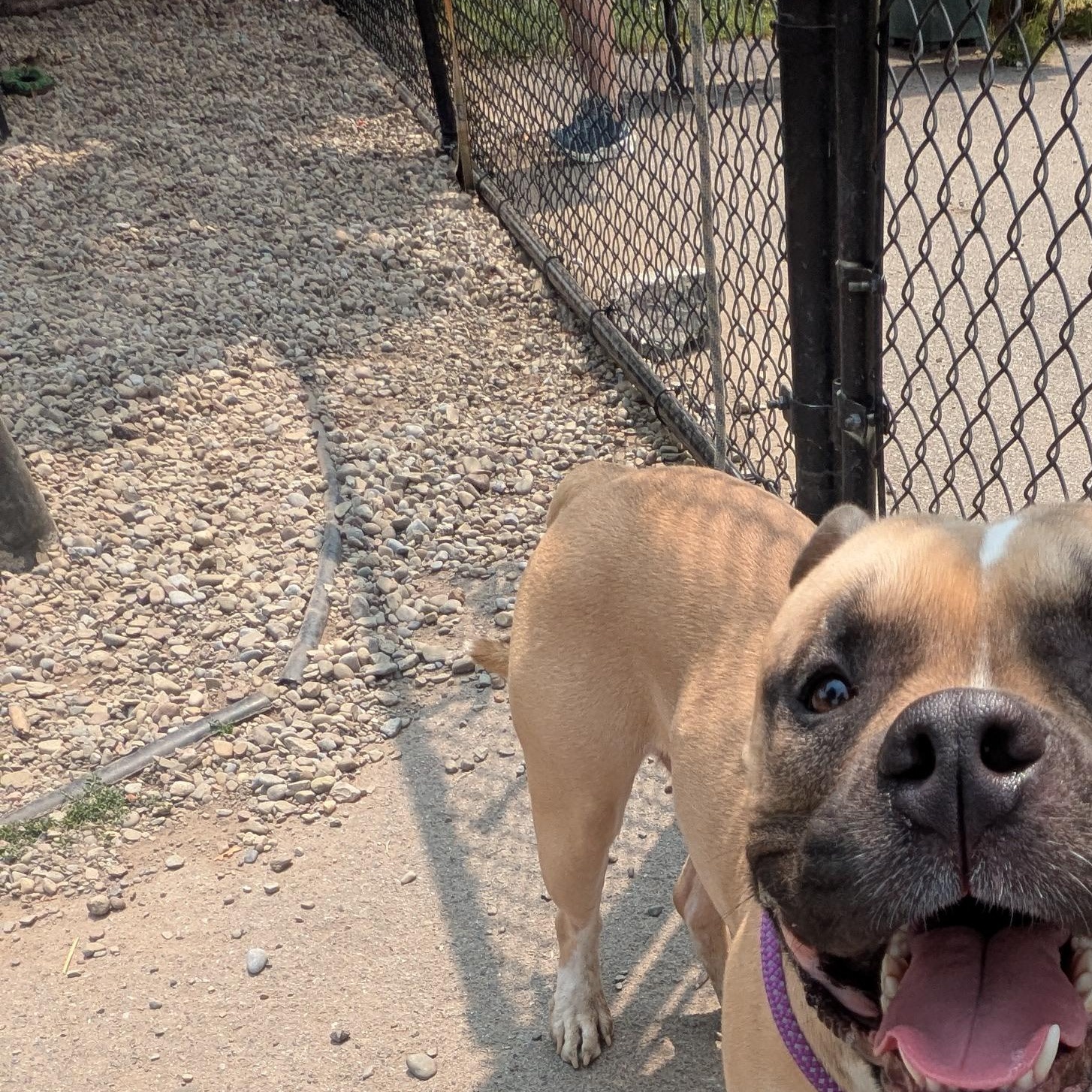 Lego, a ADOPTABLE mixed breed in Buffalo, NY image 3/6
