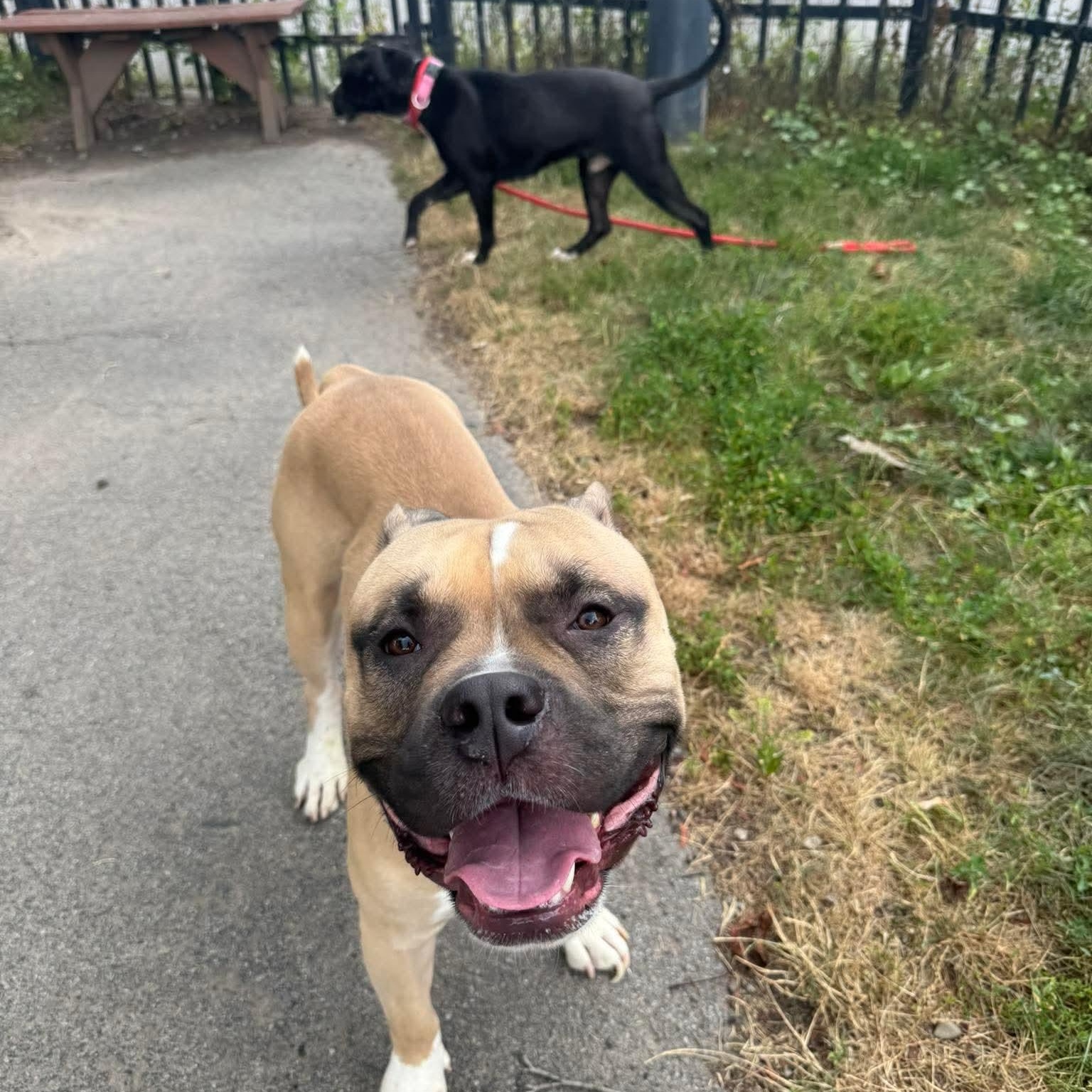 Lego, a ADOPTABLE Pit Bull Terrier in Buffalo, NY image 2/6