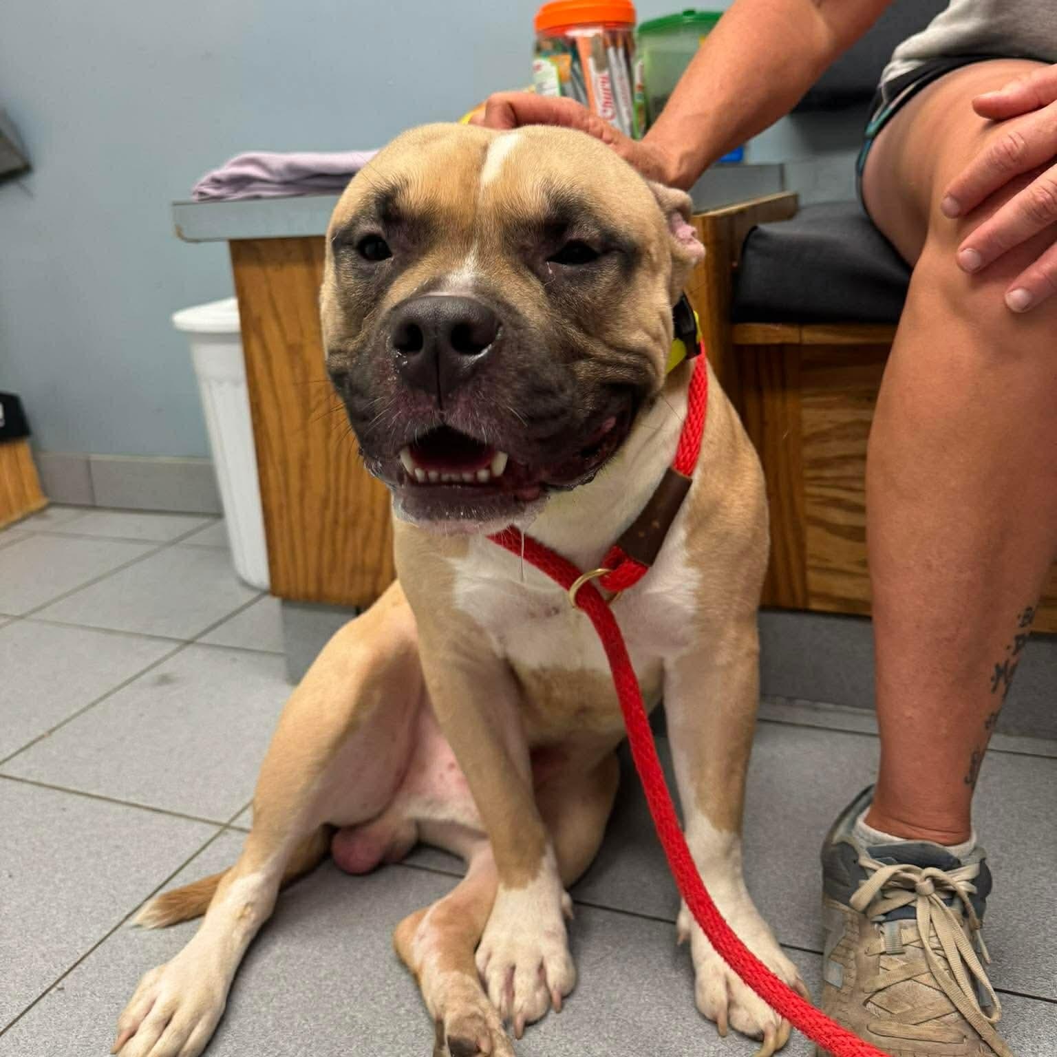 Lego, a ADOPTABLE Pit Bull Terrier in Buffalo, NY image 4/6