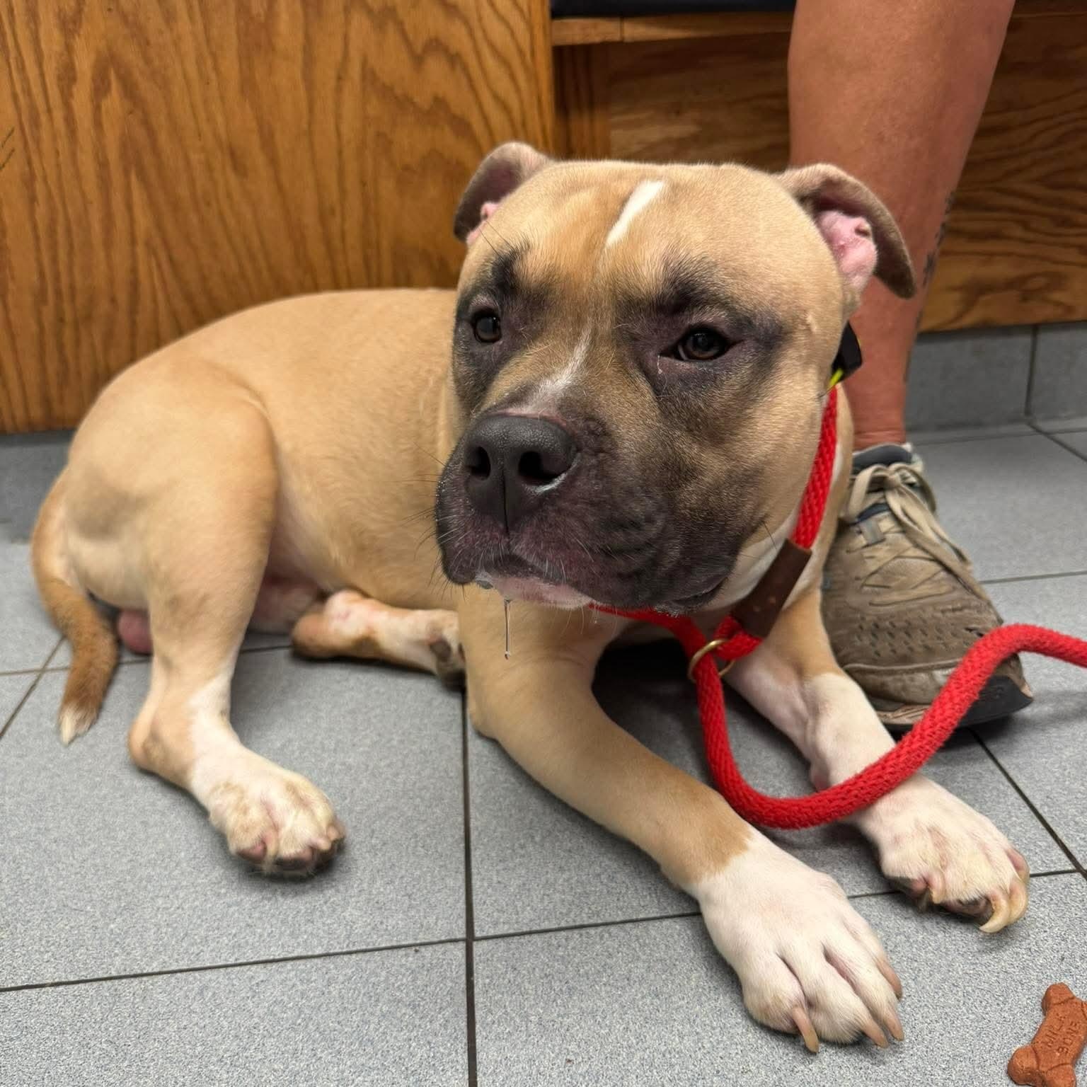 Lego, a ADOPTABLE Pit Bull Terrier in Buffalo, NY image 5/6