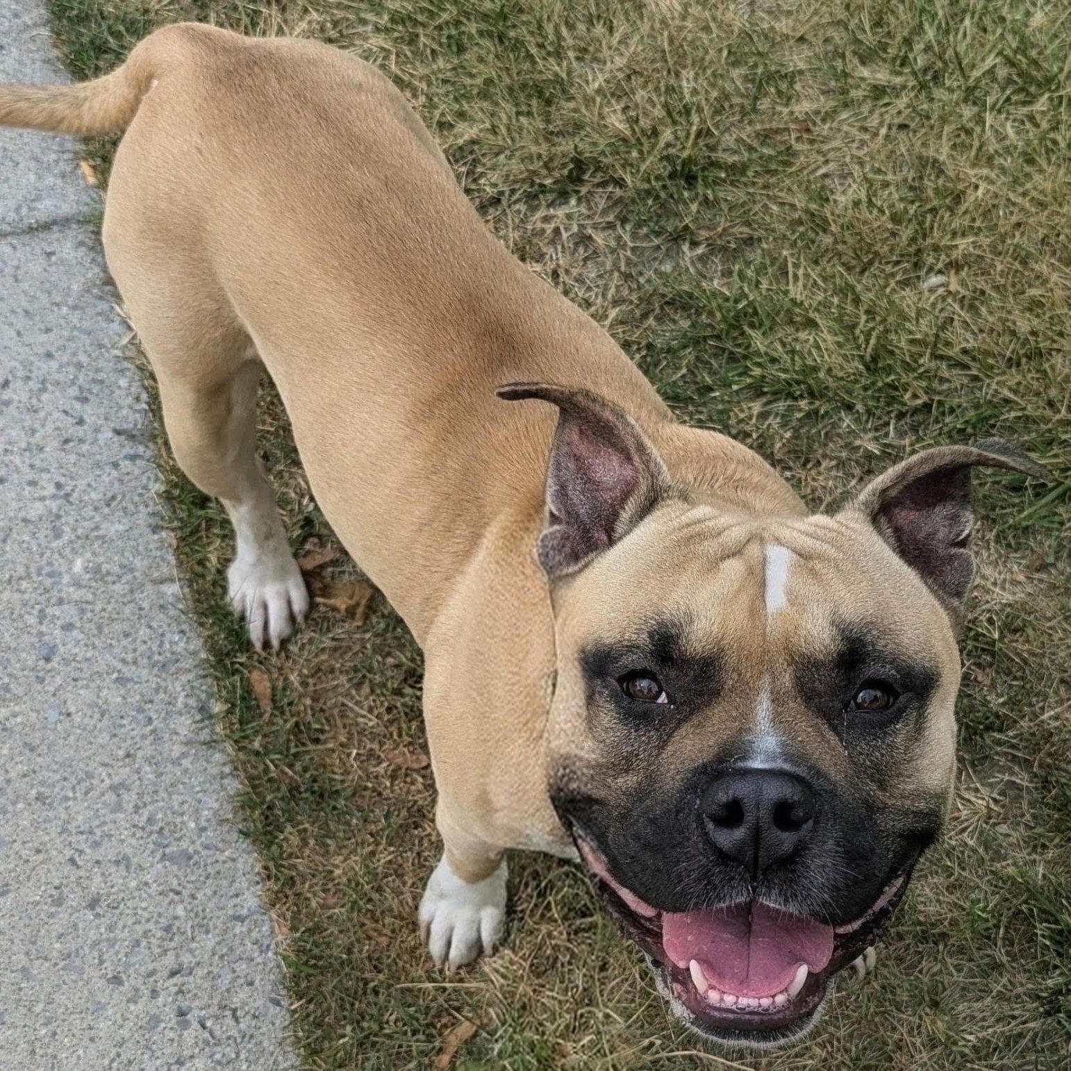 Lego, ADOPTABLE, Young Male Pit Bull Terrier.