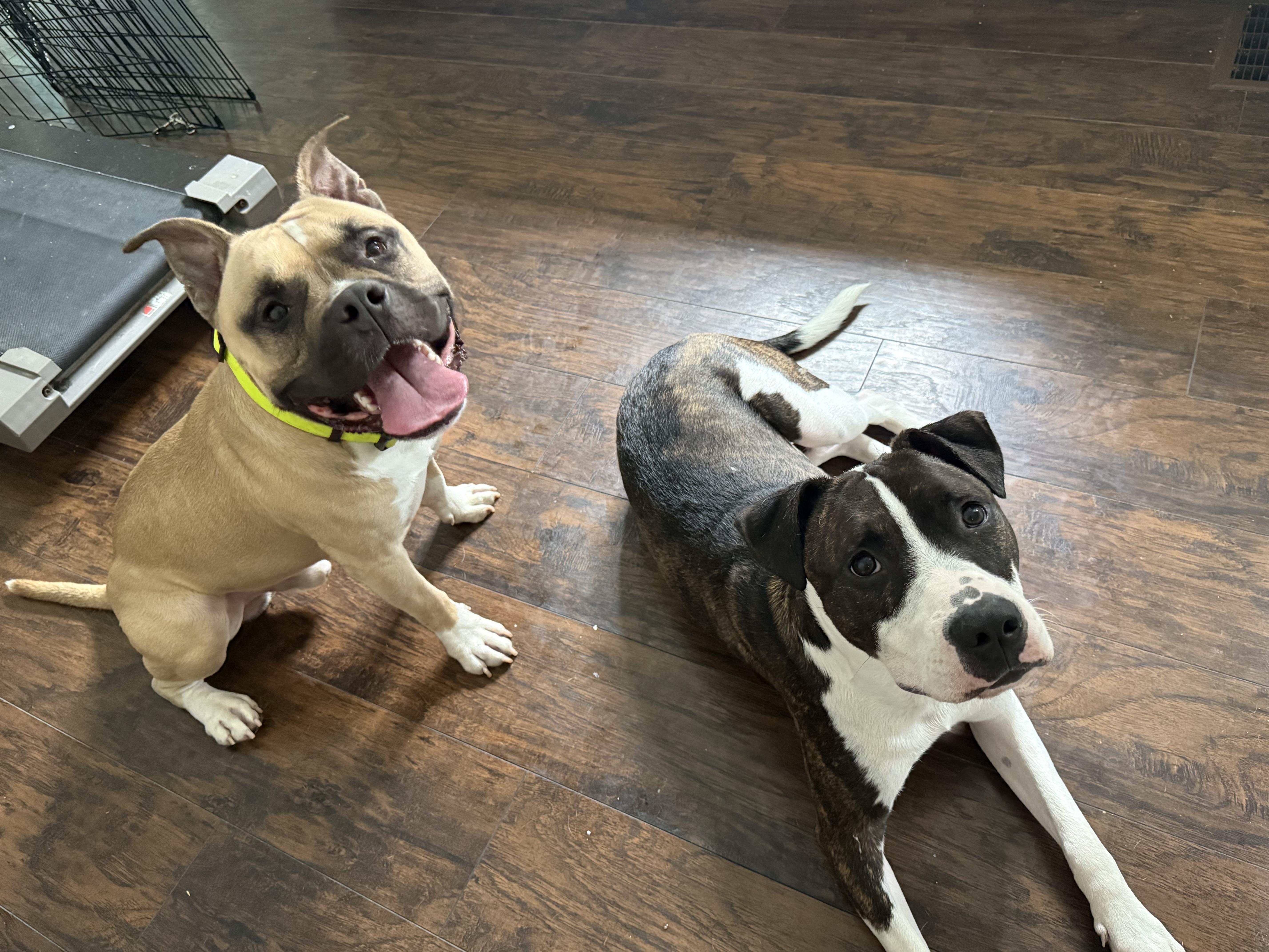 Lego, a ADOPTABLE mixed breed in Buffalo, NY image 2/6