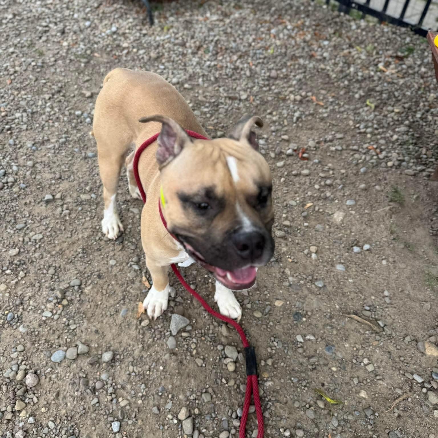 Lego, a ADOPTABLE Pit Bull Terrier in Buffalo, NY image 3/6