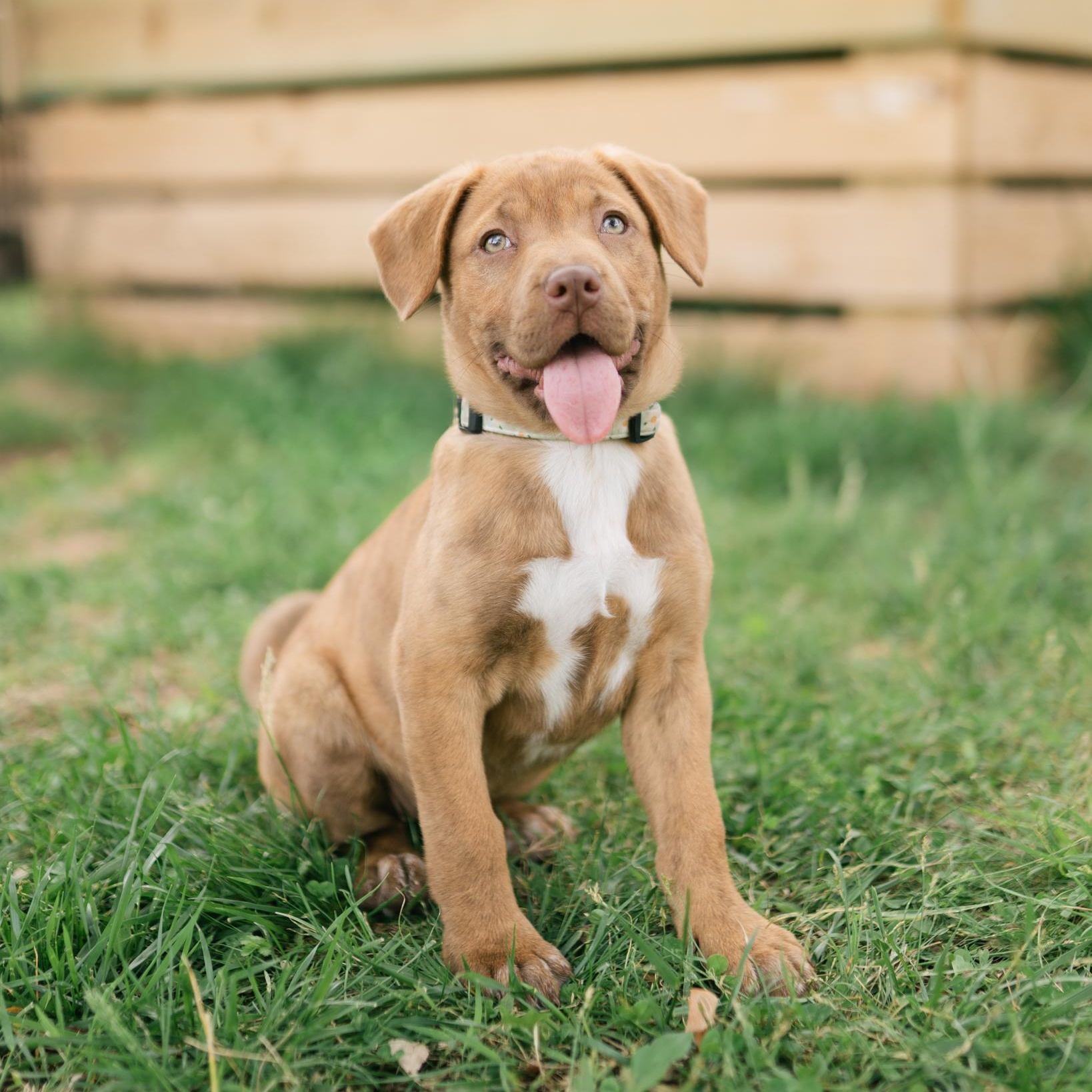 Brie, adopted, Puppy Female Shepherd & Pit Bull Terrier.