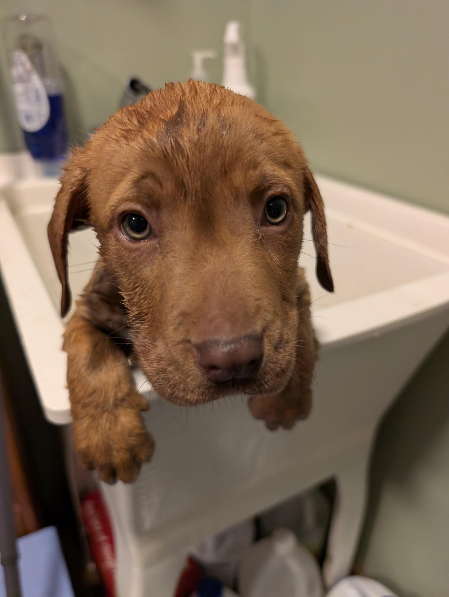 Enlarge Brie, an adopted mixed breed in Spring hill, TN image 5/6