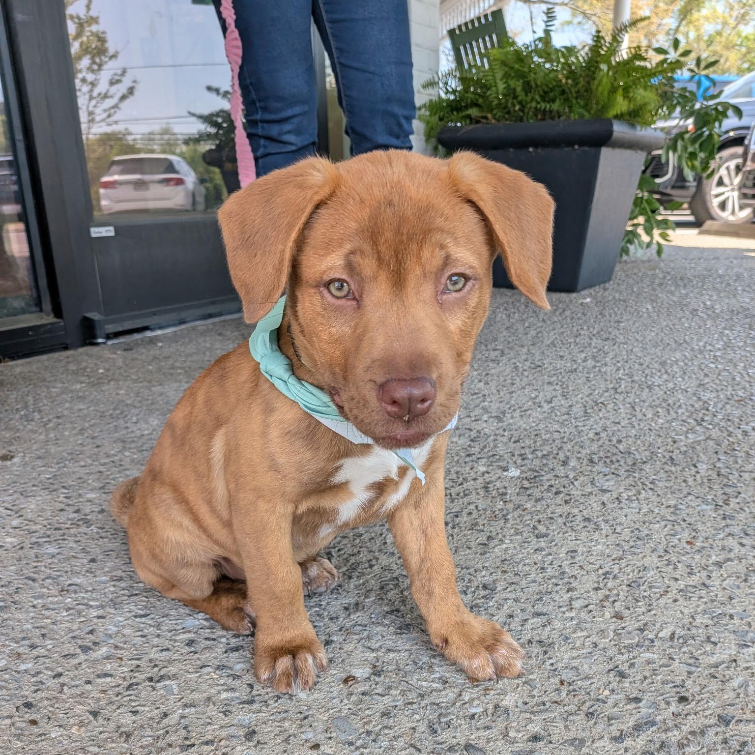 Enlarge Brie, an adopted mixed breed in Spring hill, TN image 2/6