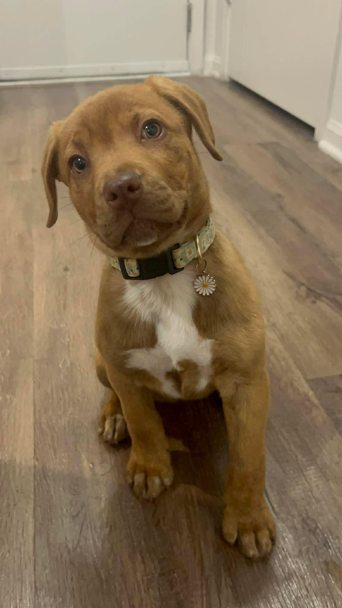 Enlarge Brie, an adopted mixed breed in Spring hill, TN image 6/6