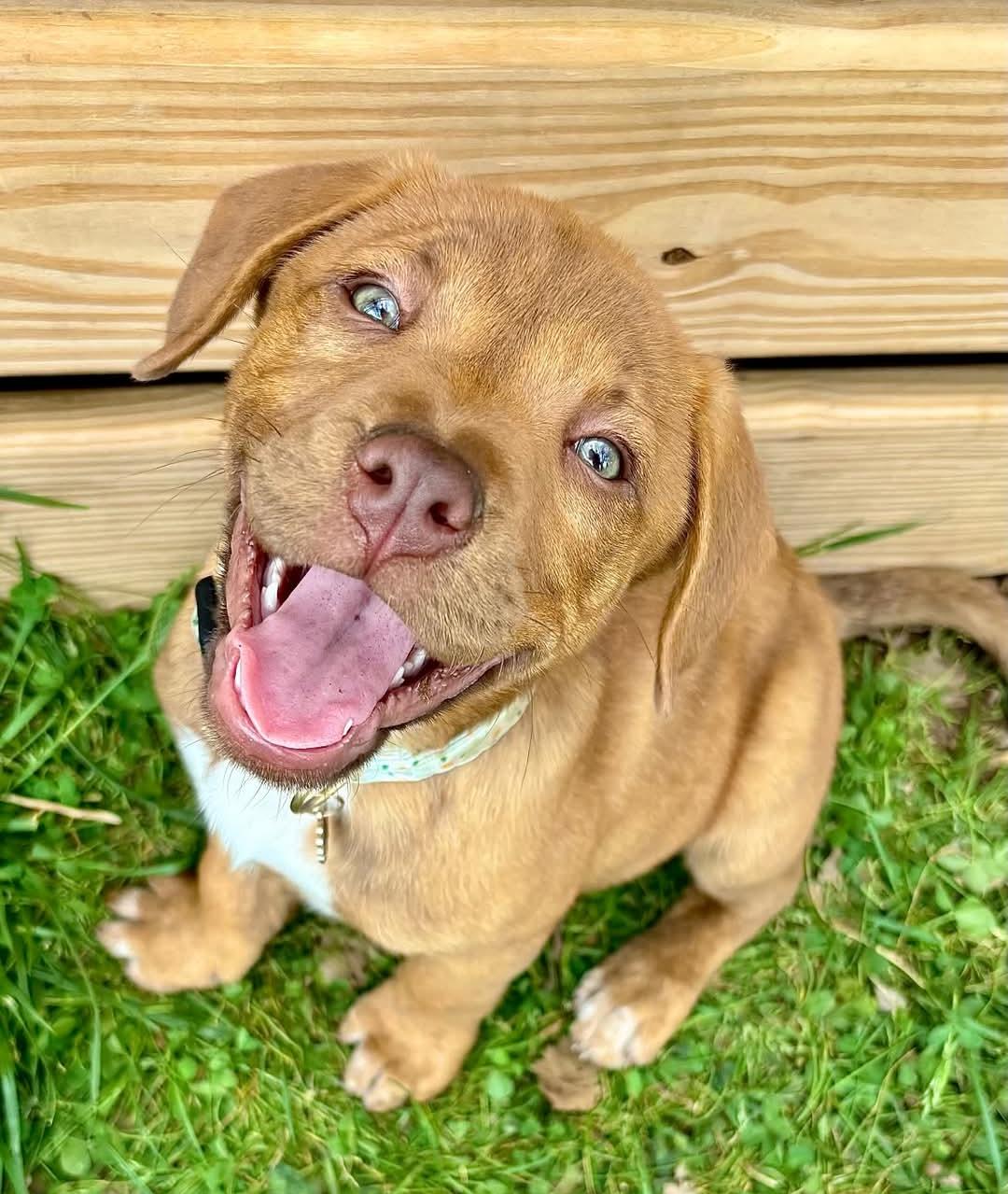 Enlarge Brie, an adopted mixed breed in Spring hill, TN image 3/6