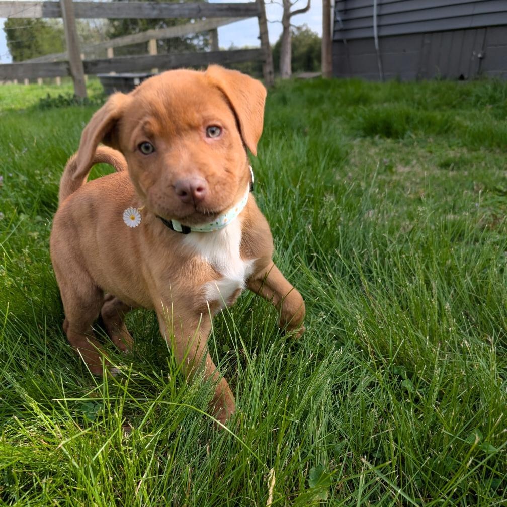 Enlarge Brie, an adopted mixed breed in Spring hill, TN image 4/6