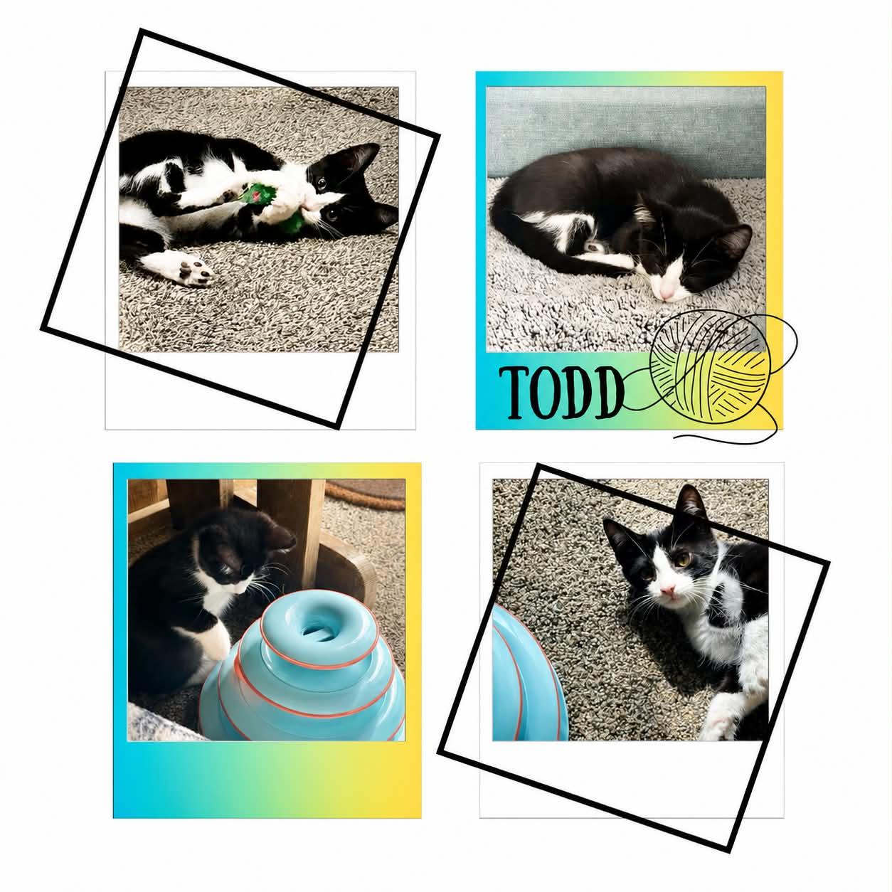 Enlarge Todd, a ADOPTABLE Domestic Short Hair in Battle Creek, MI image 1/1