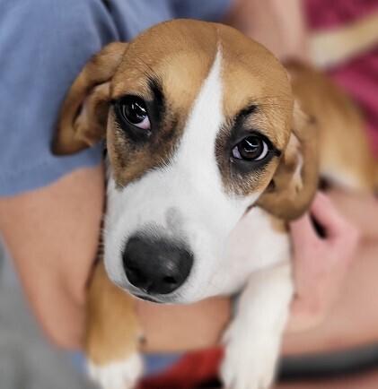 Brandy — thumbnail 2