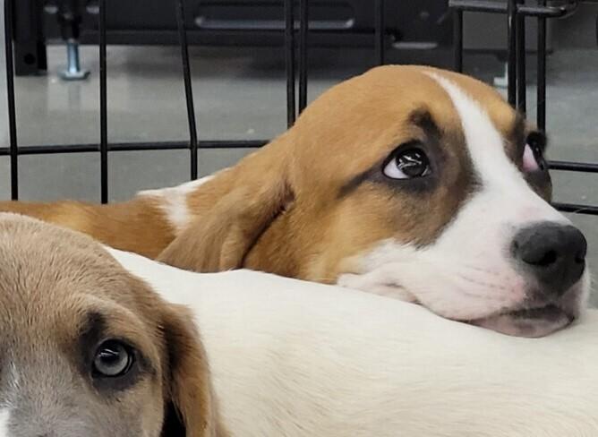 Brandy — thumbnail 3