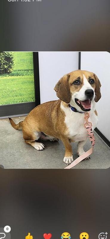 Enlarge Brandy, a Adoptable mixed breed in Douglasville, GA image 1/6