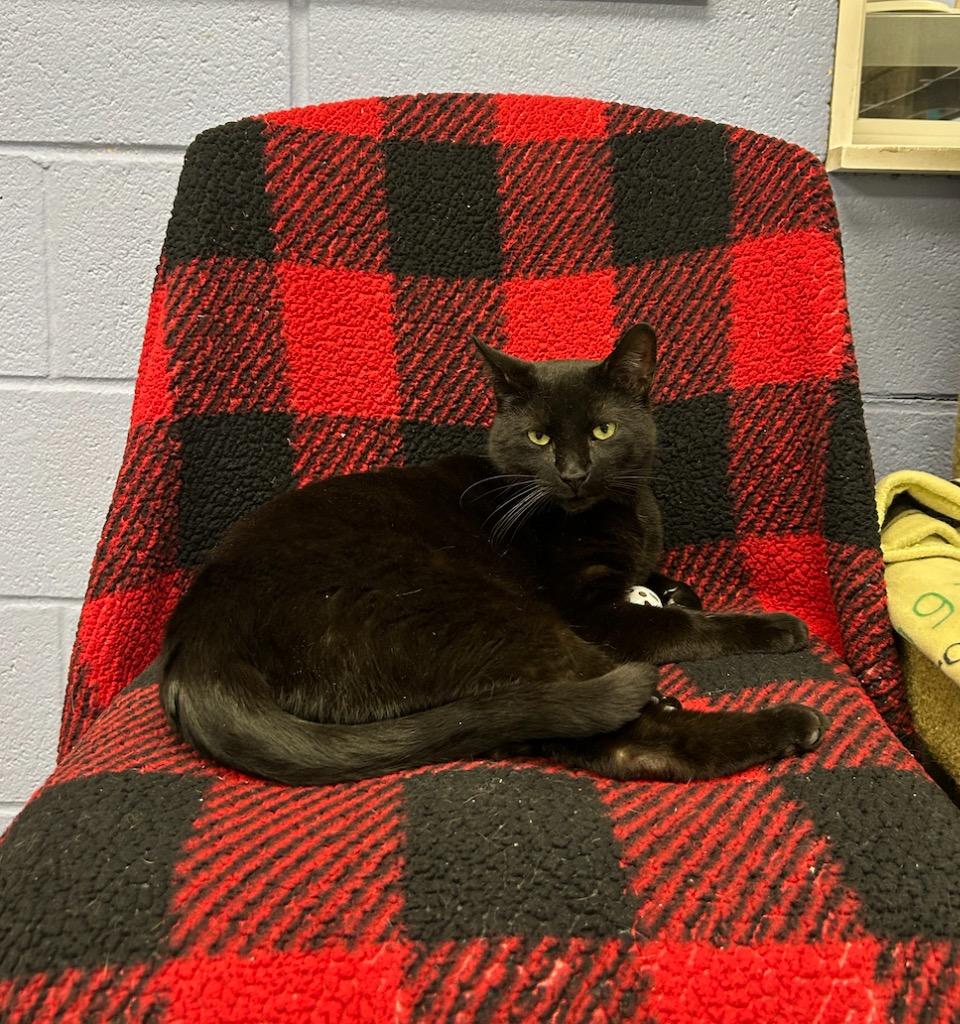 Enlarge Blacky, a Adopted mixed breed in Liverpool, NY image 1/1