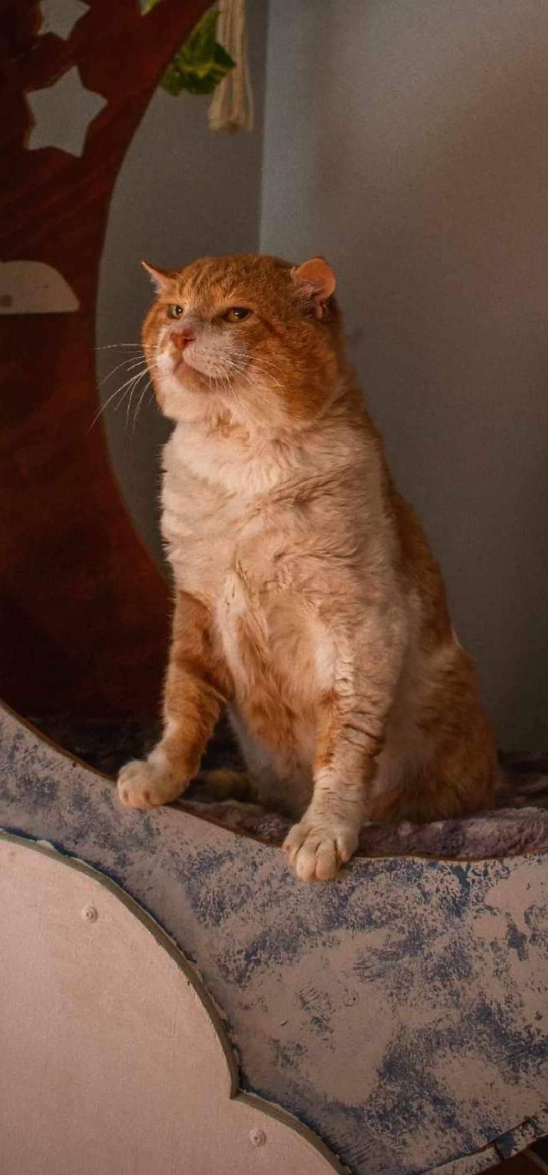 Reginald (Reggie), Adoptable, Senior Male Domestic Short Hair.