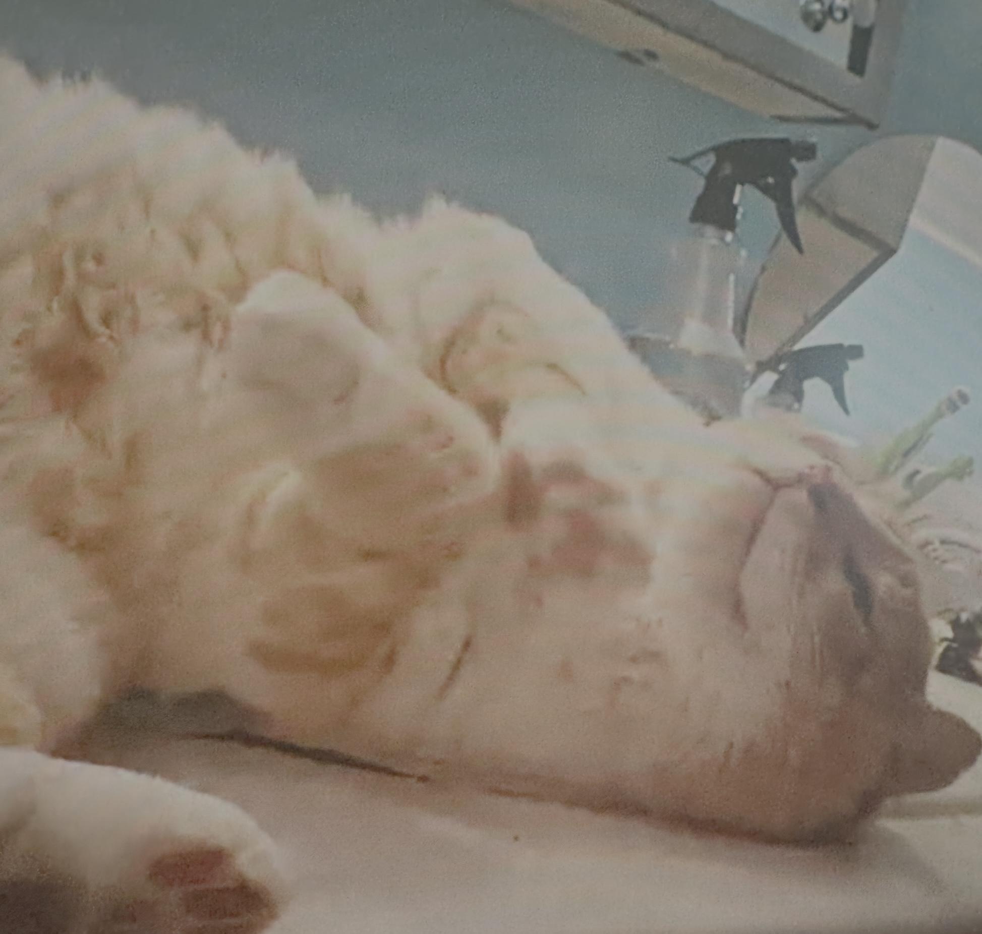 Reginald (Reggie), a Adoptable Domestic Short Hair in Eugene, OR image 2/3